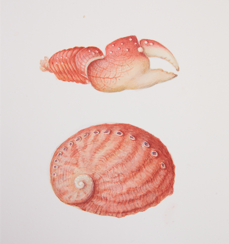 Screen Shot 2018-02-22 at 6.18.48 am.png