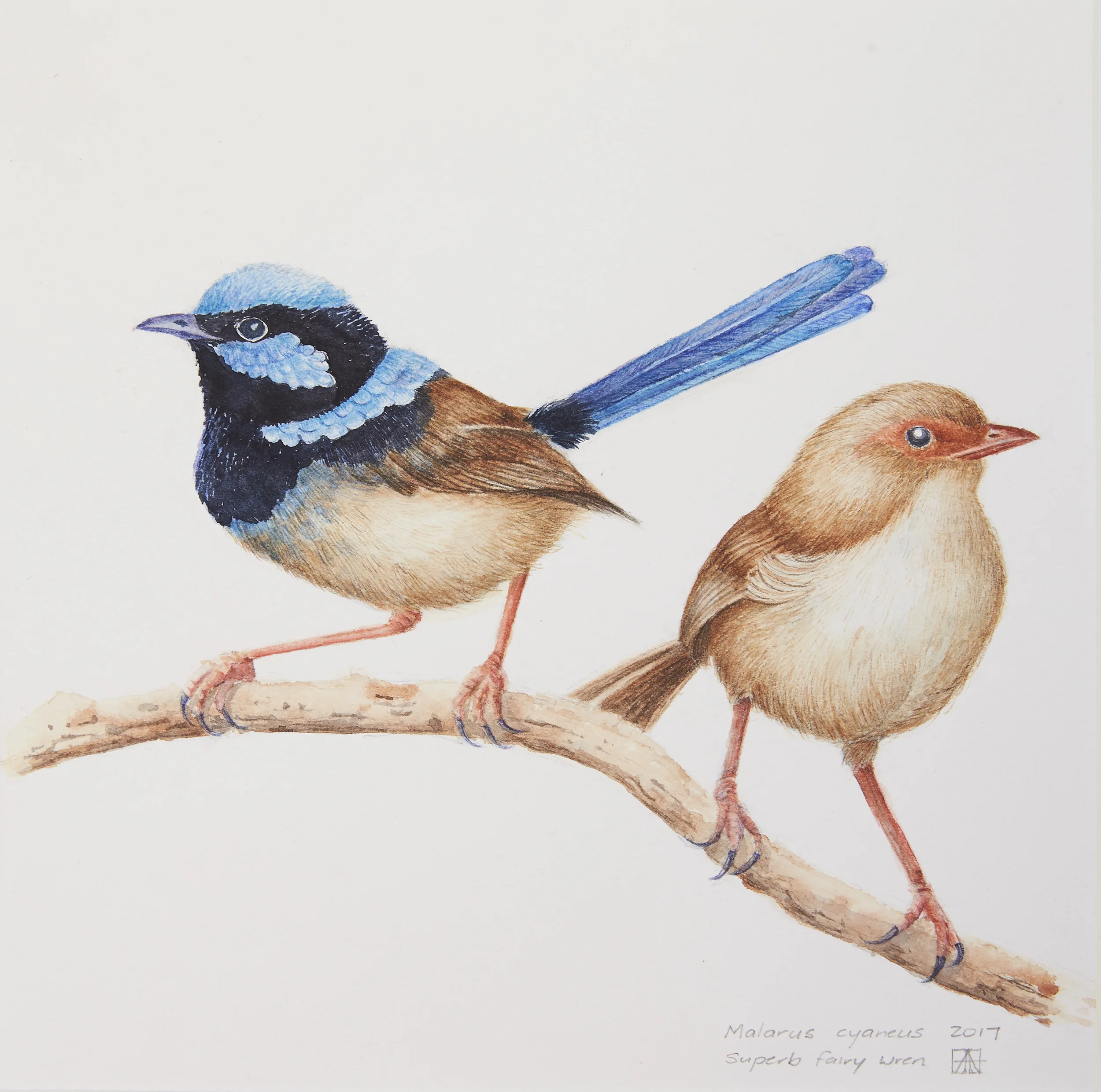 Wrens.jpg