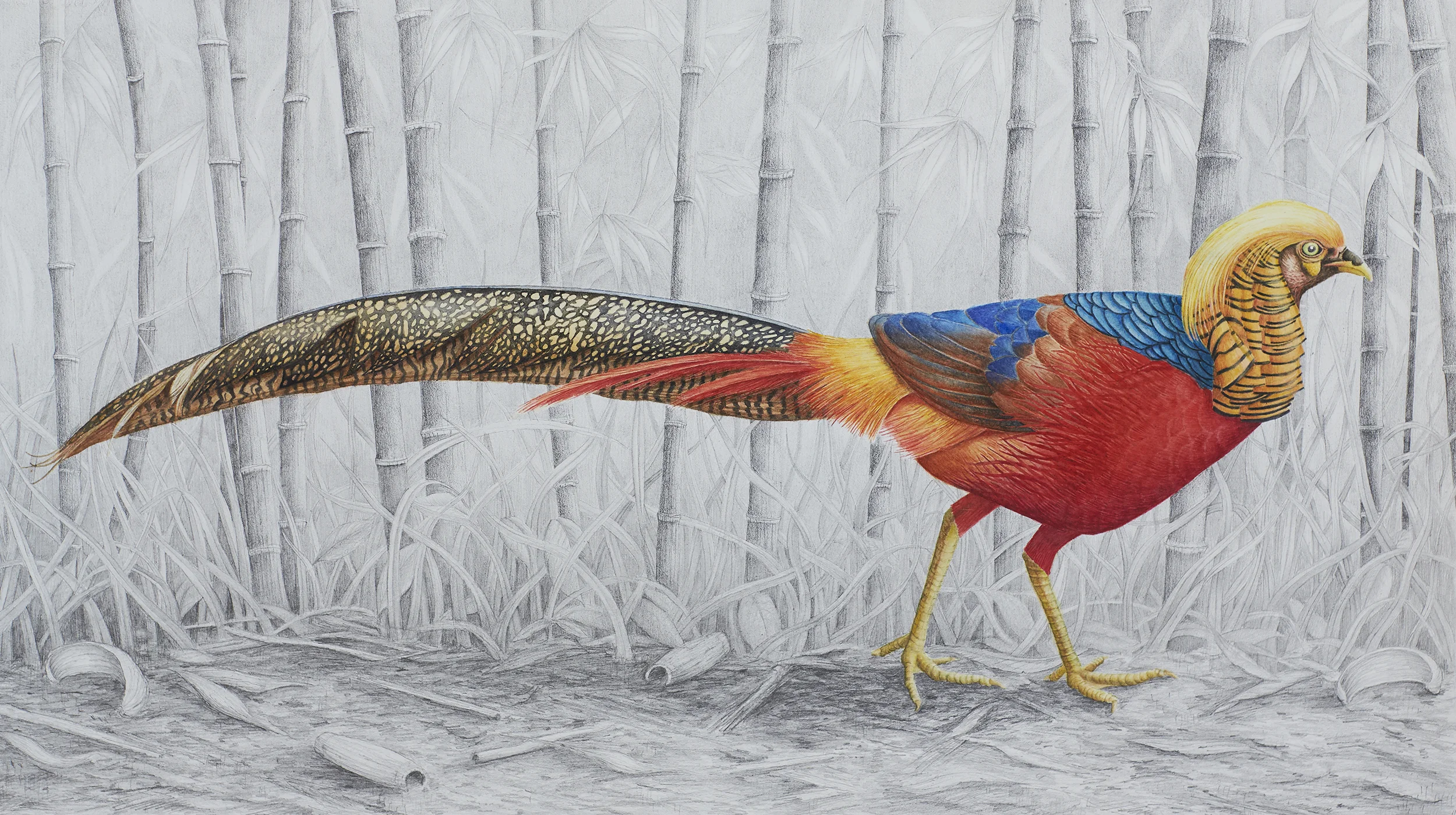 Golden Pheasant.jpeg