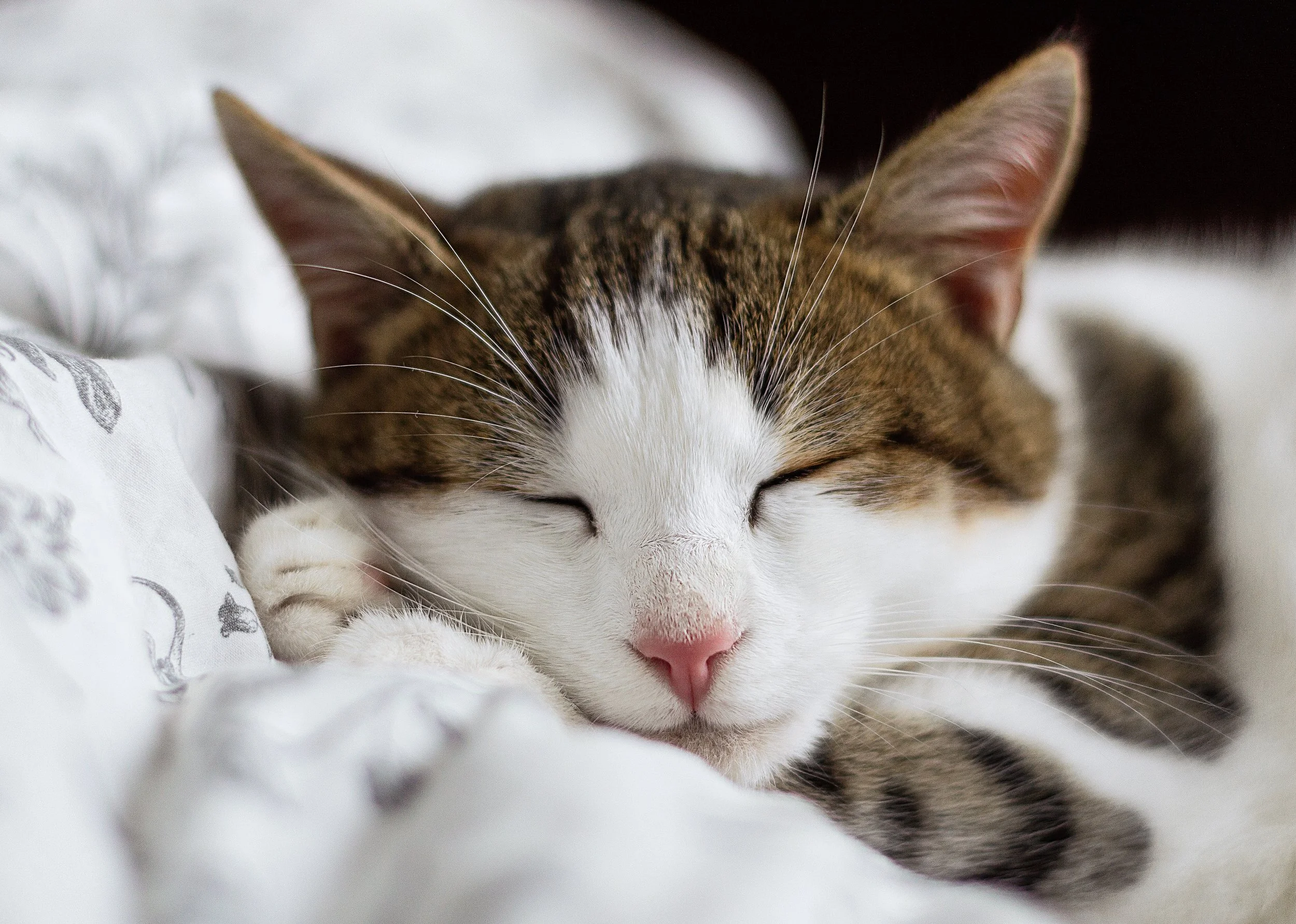 homeopathy-cat.jpg