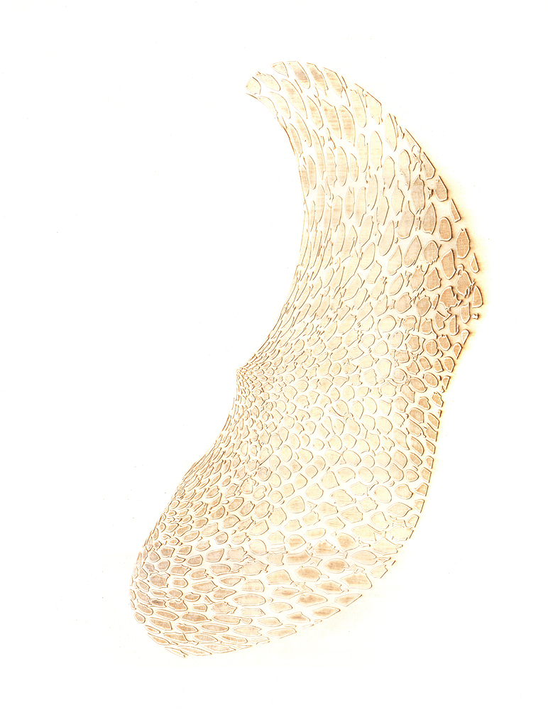 Nest (3)