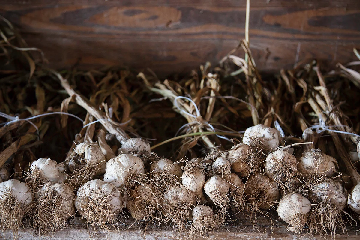 Shannon_Varley_garlic_064.jpg