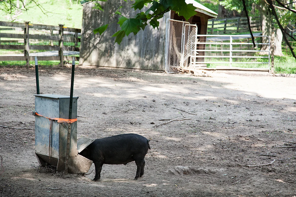 Nora_Crist_pig_054.jpg
