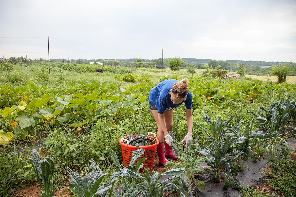 Nora_Crist_harvesting_kale_for_CSA_144.jpg