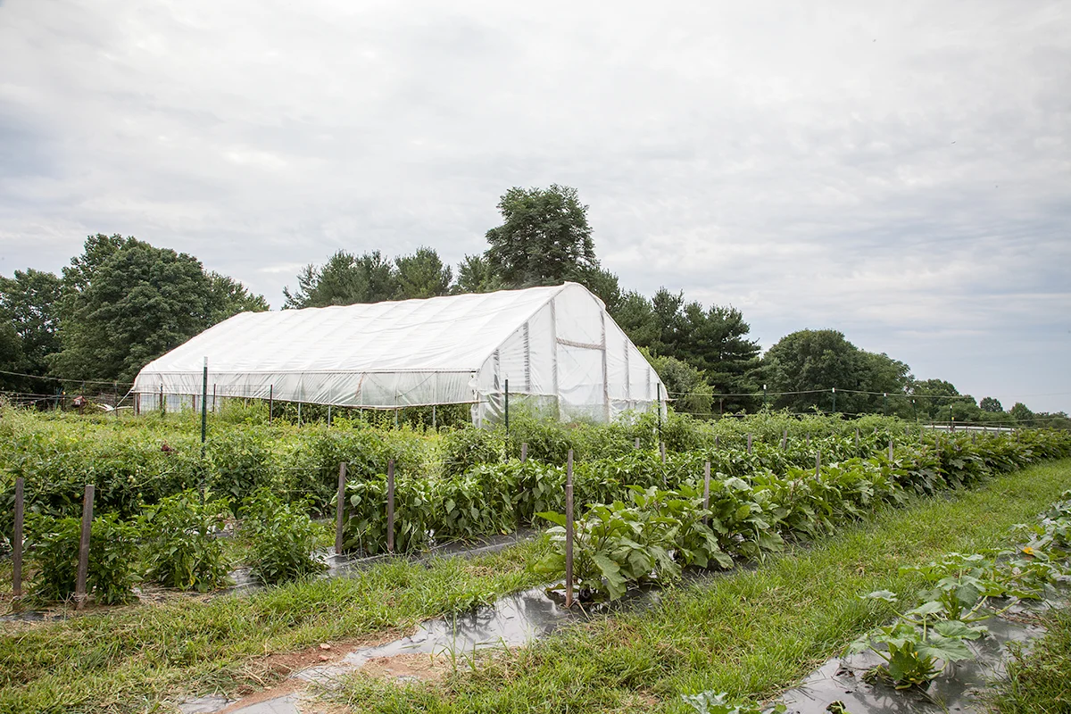 Part of Nora’s garden and the high tunnel