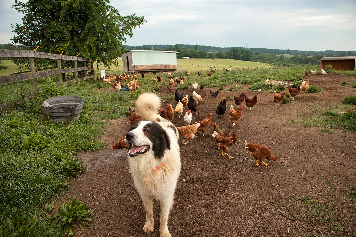 Nora_Crist_chicken_guard_dog_040.jpg