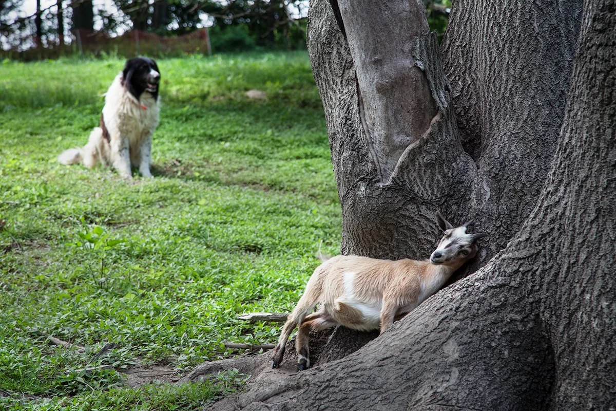 Clarks_Eloiak_farm_Goat_045.jpg