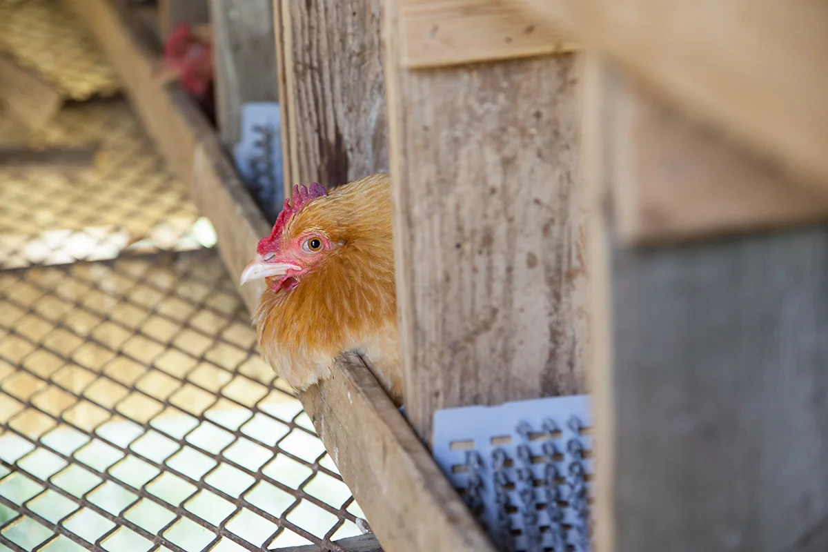 Nora_Crist_chicken_laying_492.jpg