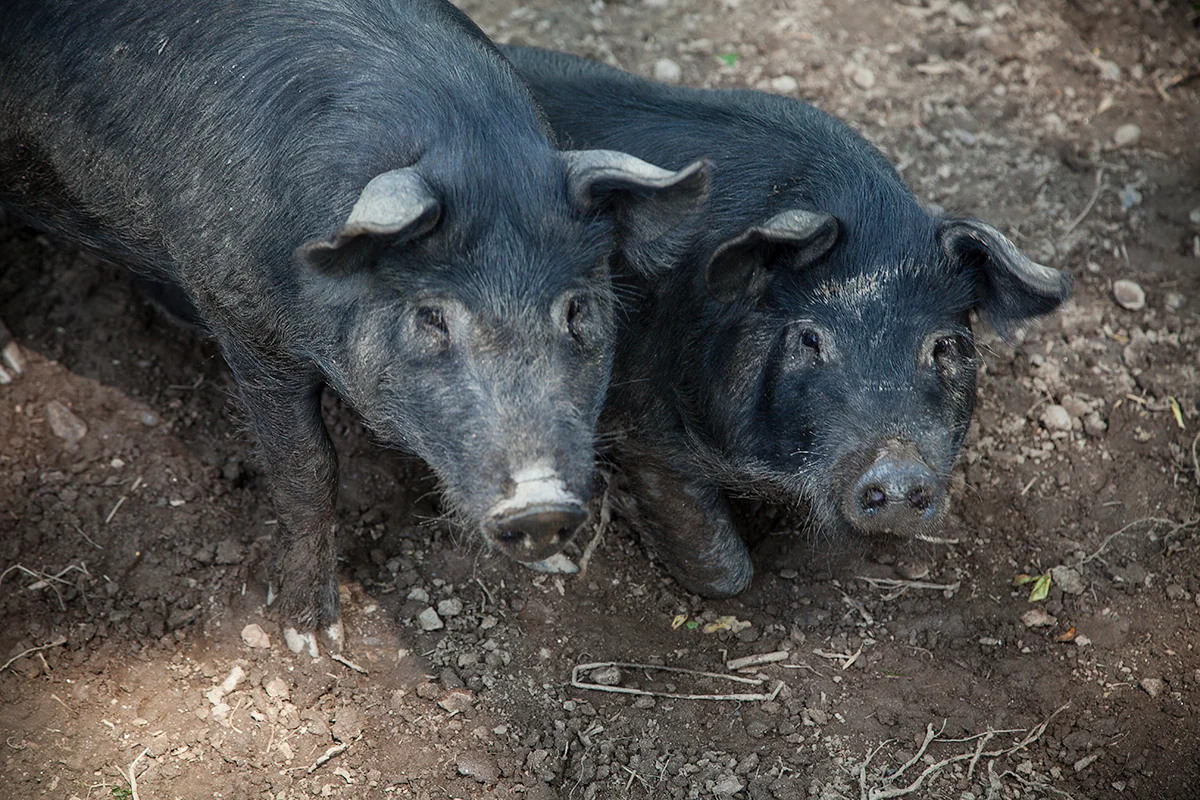 Nora_Crist_pigs_075.jpg