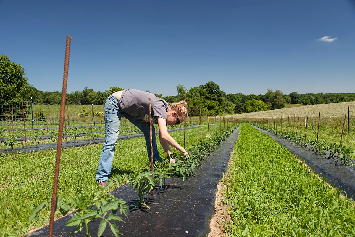 Nora_Crist_staking_tomatoes_236.jpg