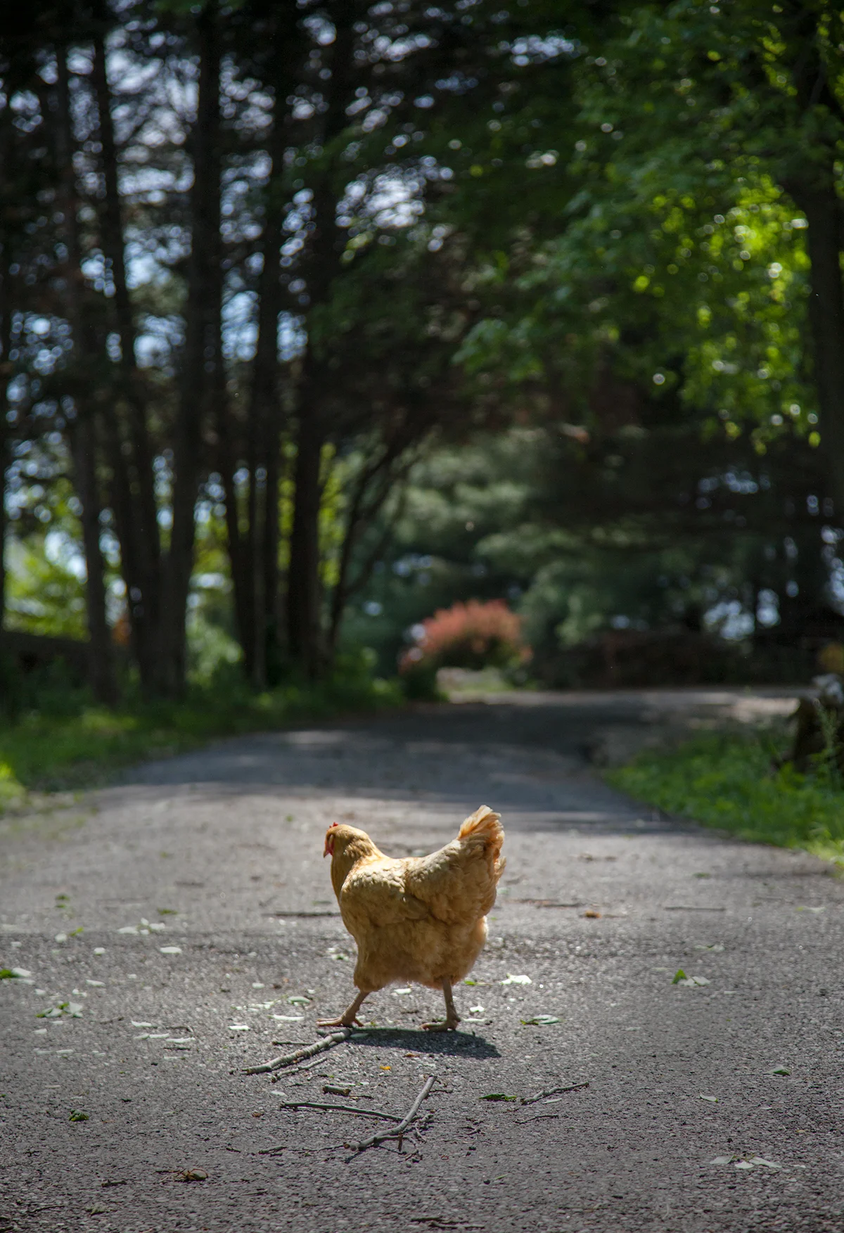 Nora_Crist_chicken_crosses_road_051.jpg
