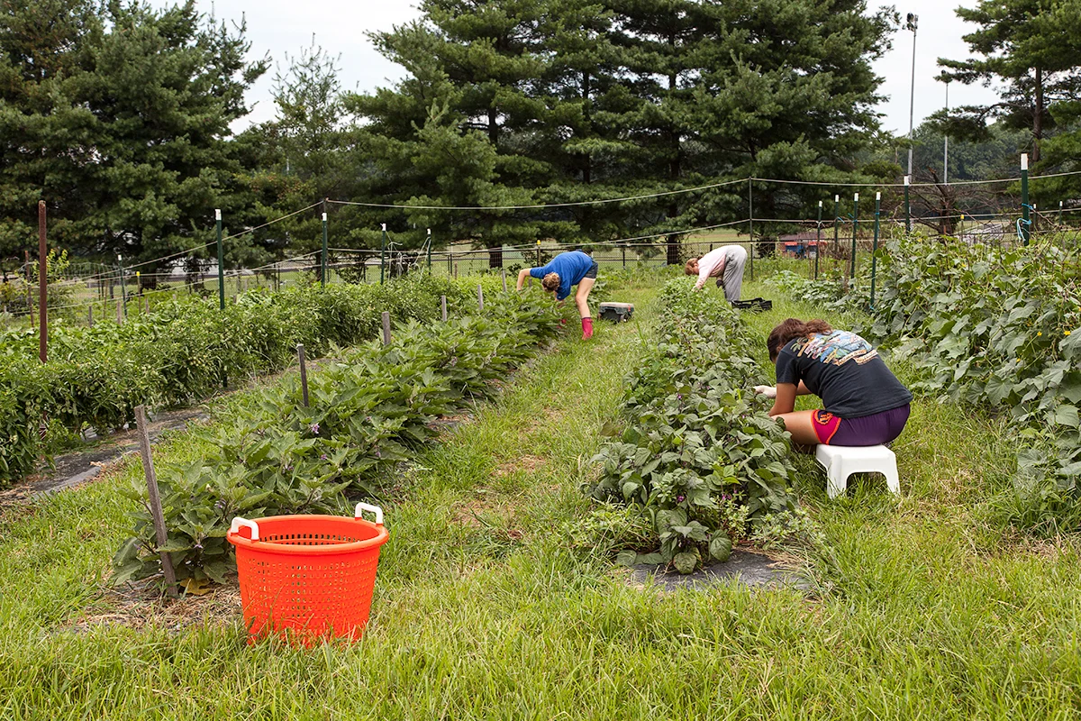 Nora_Crist_harvesting_400.jpg