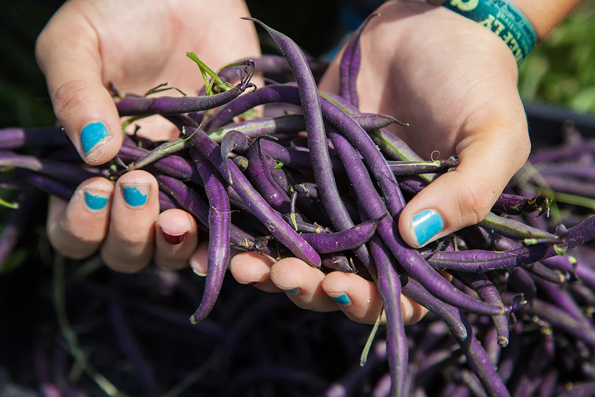 Some of the labor costs Nora speaks of. I don’t know which is more enticing: the color of the beans or the nail polish of Nora’s farm worker.
