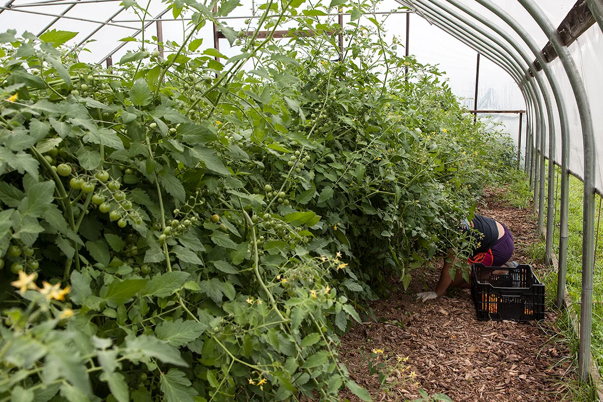 A farm worker harvests cherry tomatoes for that day’s CSA pickup