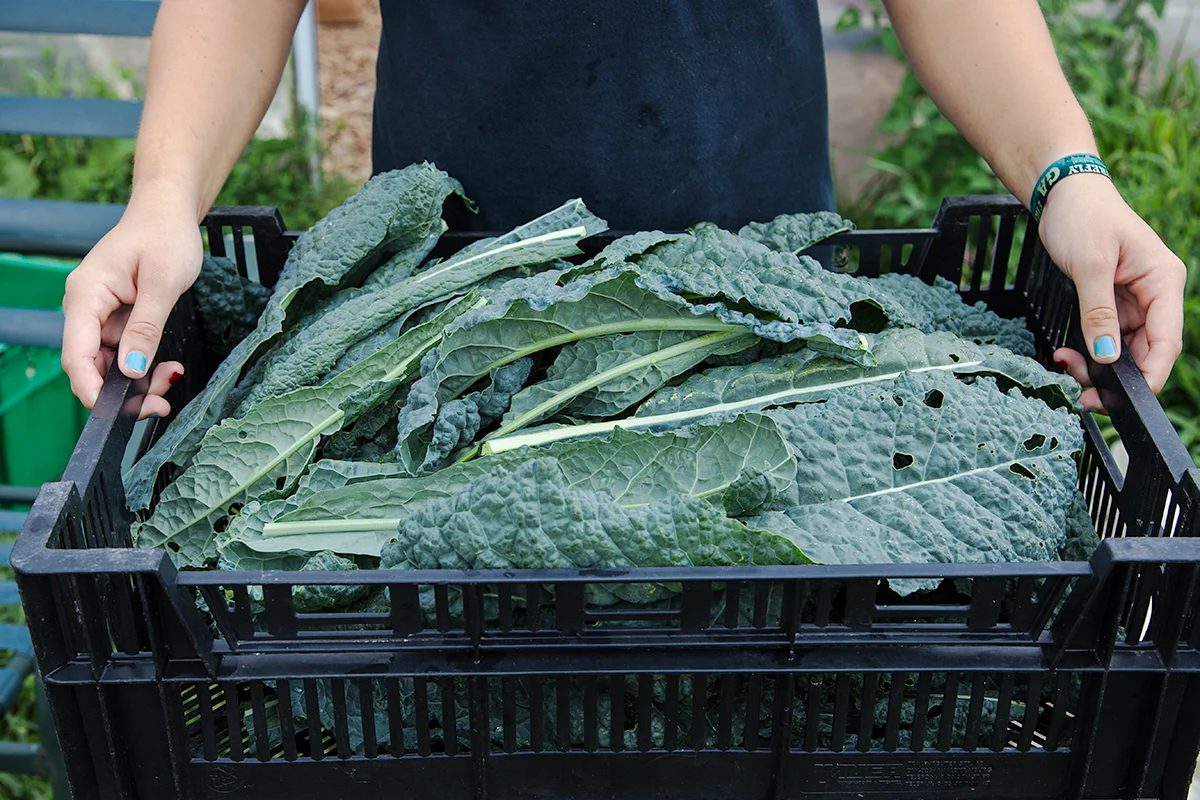 Nora_Crist_CSA_kale_210.jpg