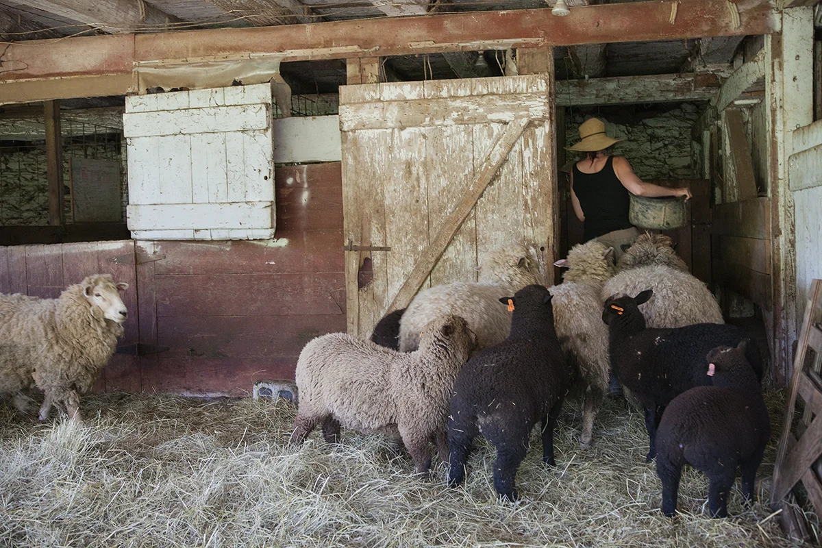 Shannon_Varley_feeds_her_sheep__270.jpg