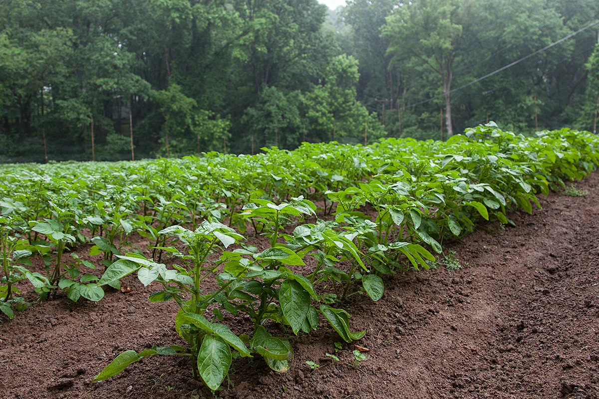 Moon_Vally_Farm_Potatoes_004.jpg