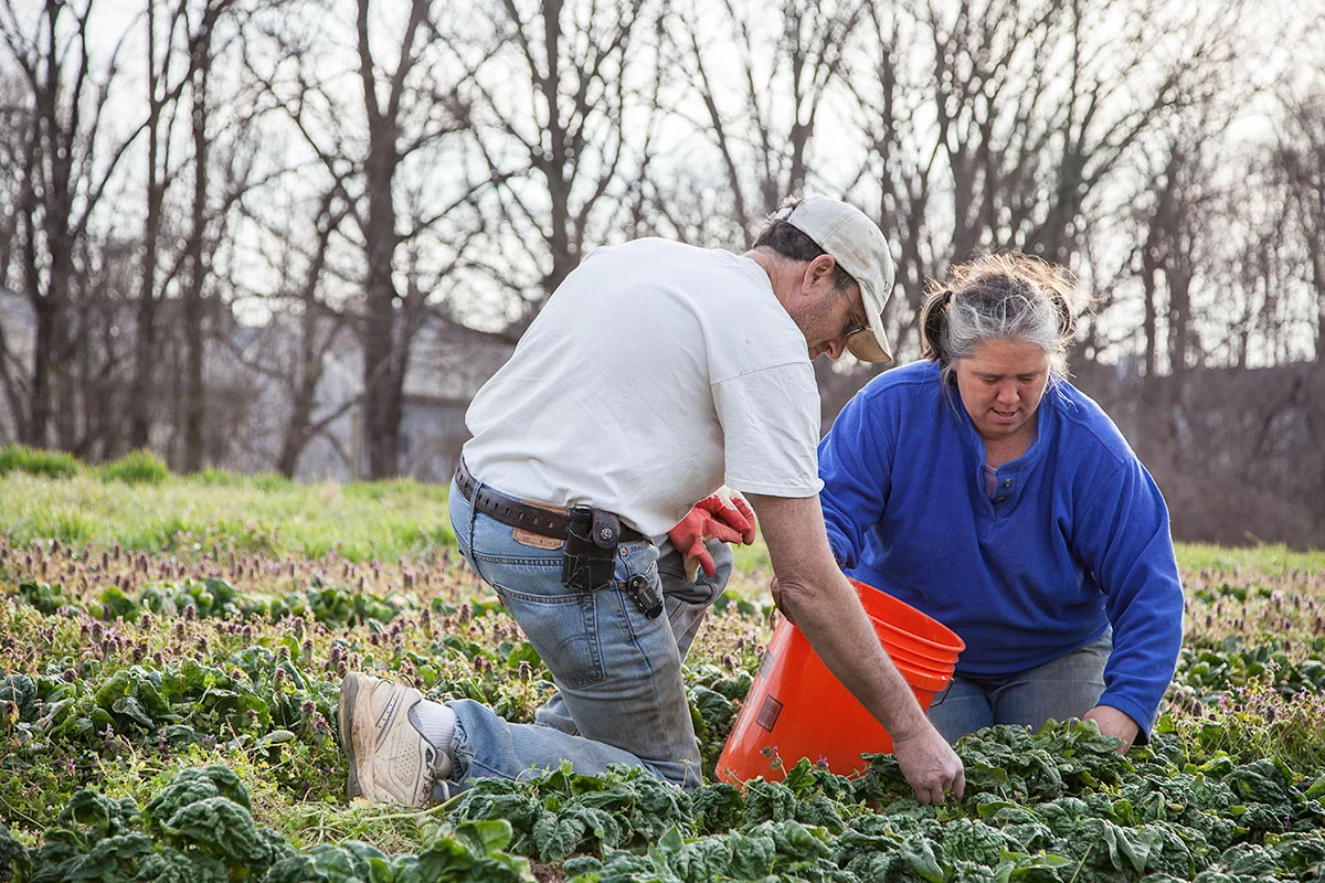 Hana and Jon harvesting spinach