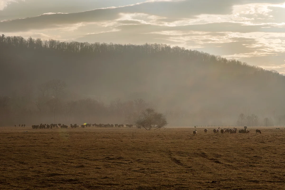 Molly_Peterson_sheep_safely_grazing_085.jpg