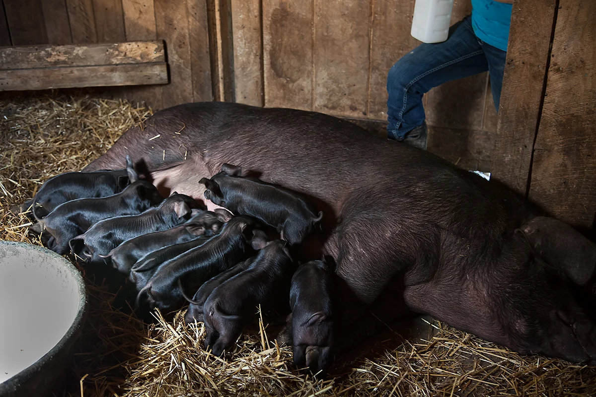Hilltop_Acres_Farm_pig_nursing_125.jpg