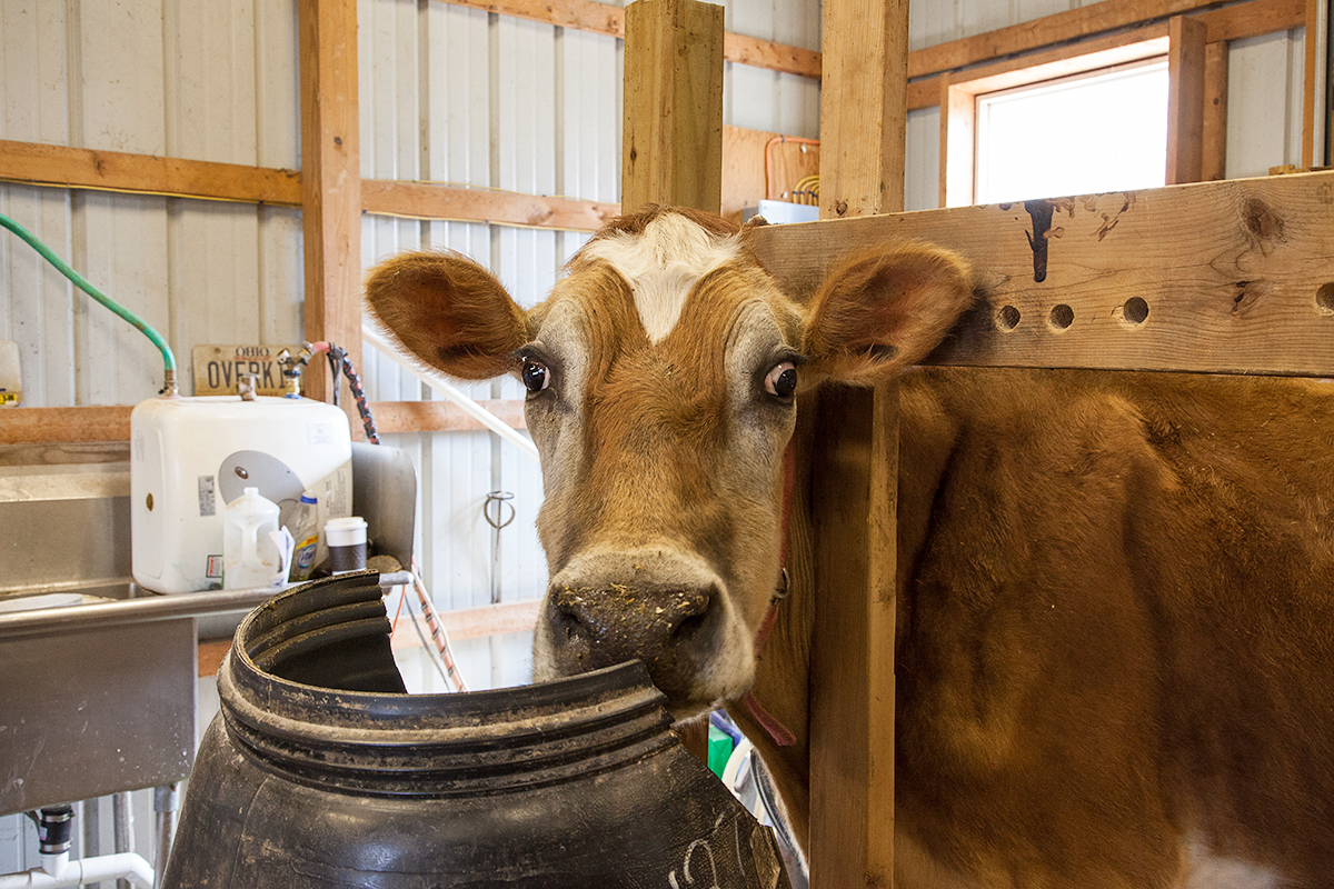 Abee takes a break from her snack while she’s being milked