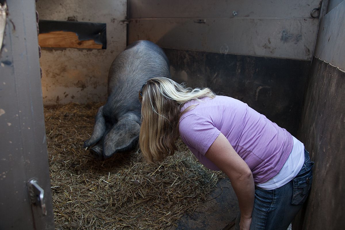 Coaxing Shelly from the trailer