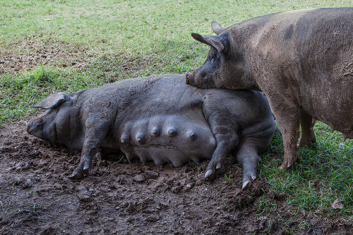 A very pregnant sow and her special friend