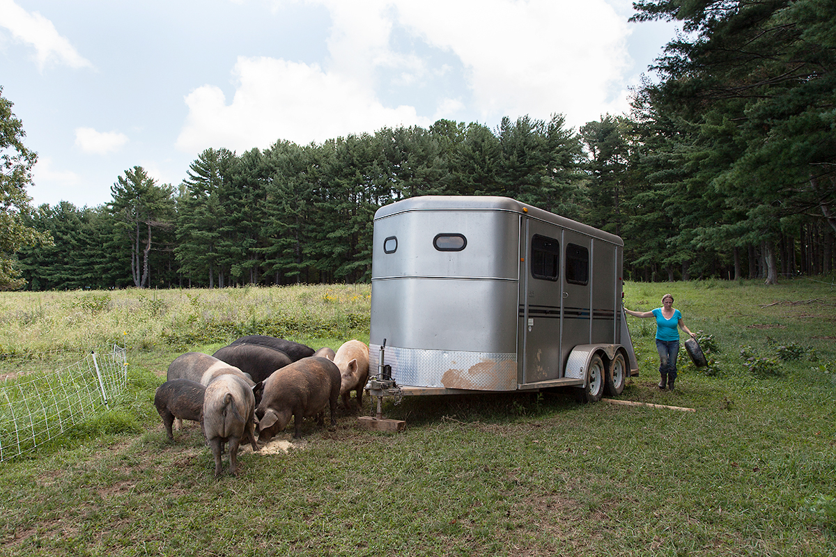 Some of Kelly’s pigs on rented land