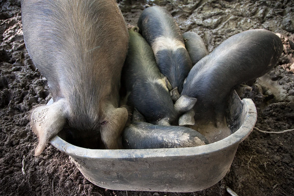 Kelly_Hensing_pigs_eating_036.jpg