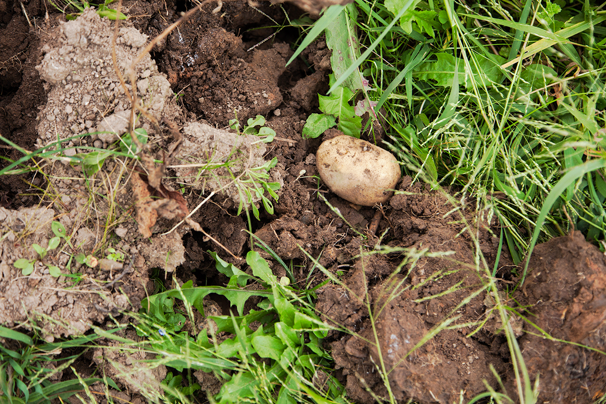 The gold in the dirt
