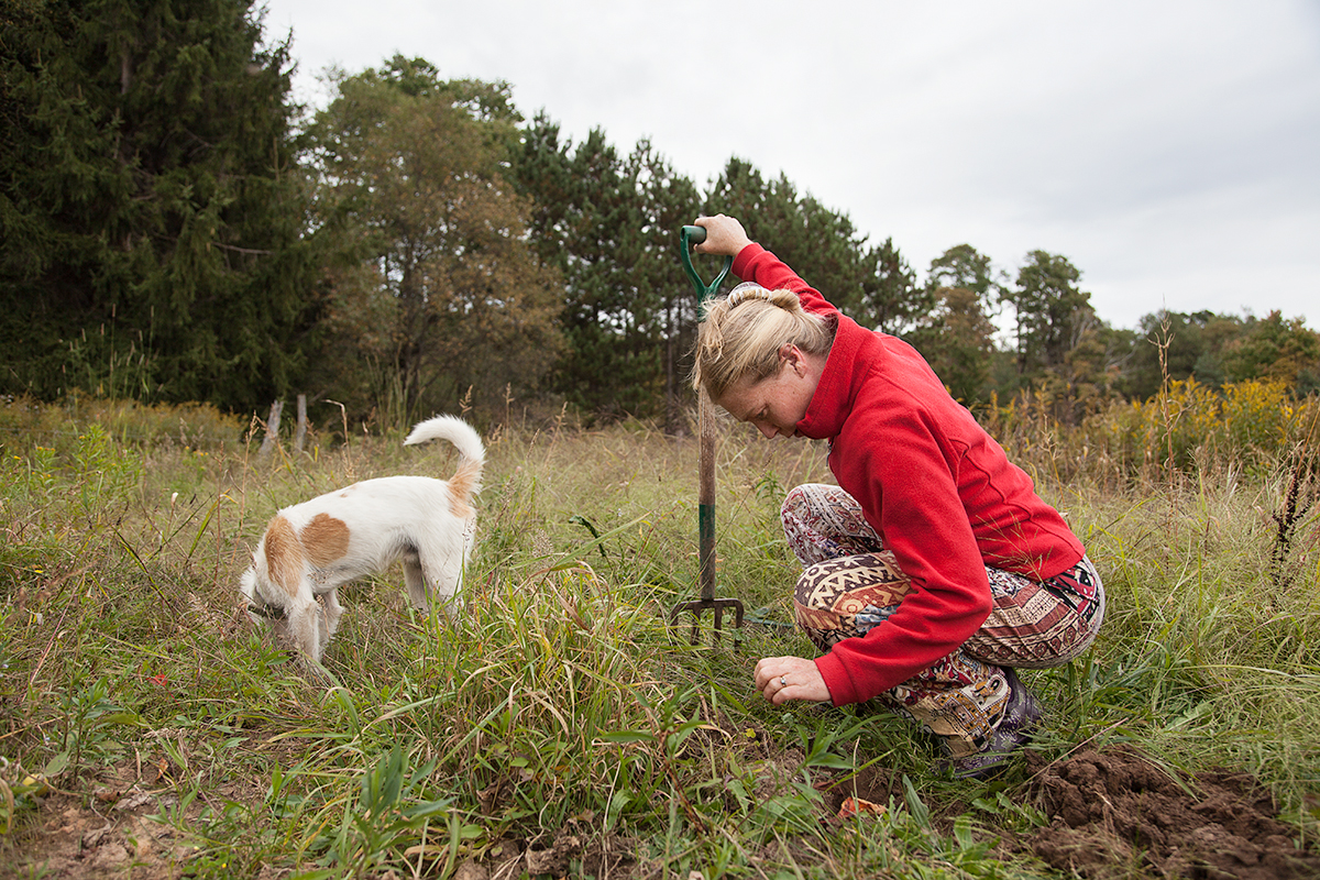 Jennie searches for the last of the potato crop