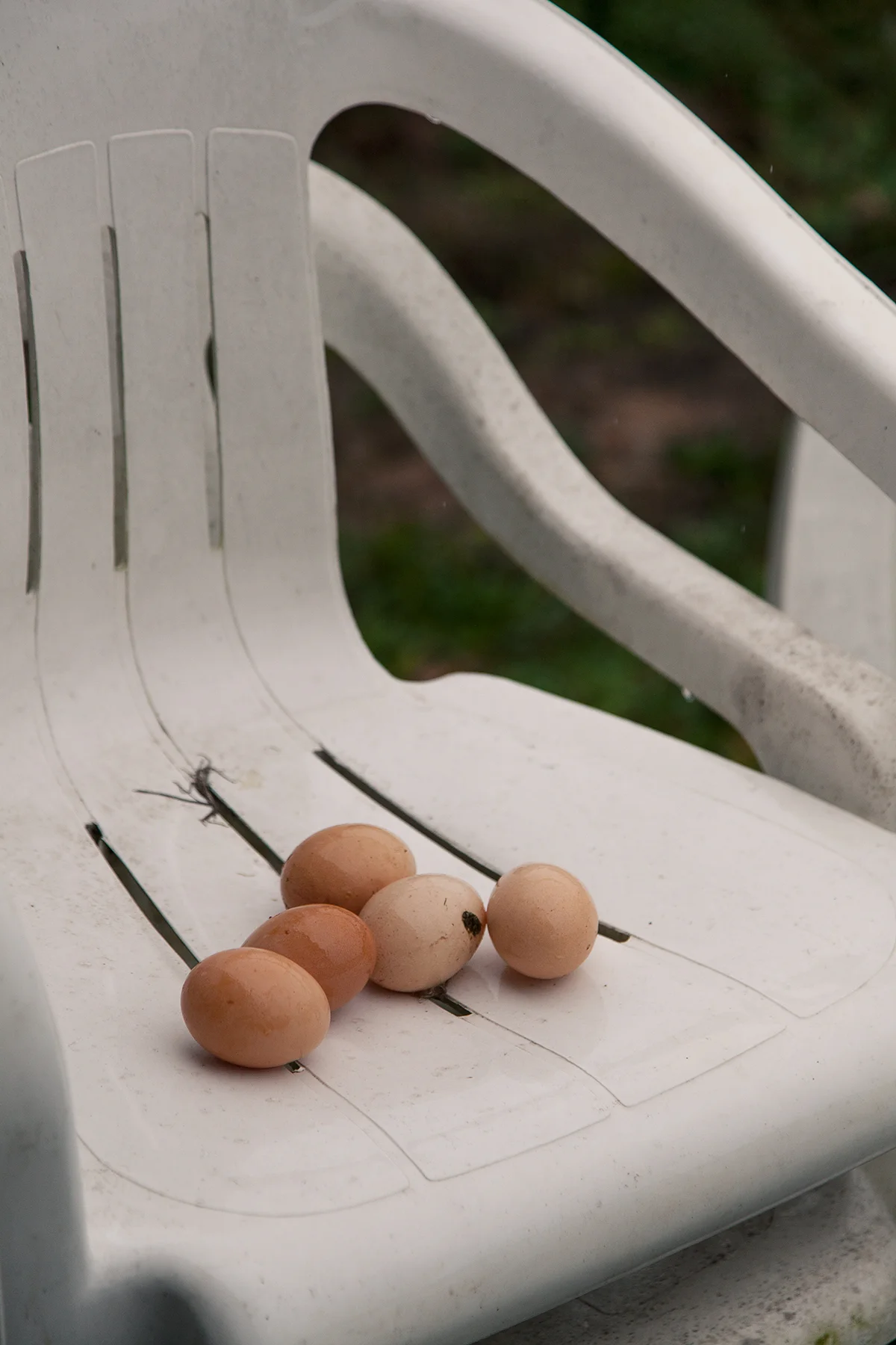 Possum_Tail_Farm_eggs_in_chair_1381.jpg