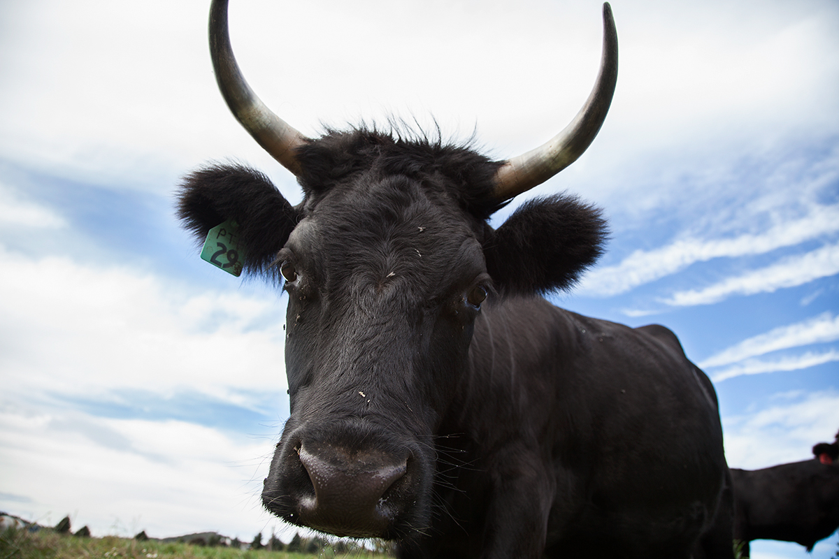 _Possum_Tail_Farm_Dexter_steer_563.jpg