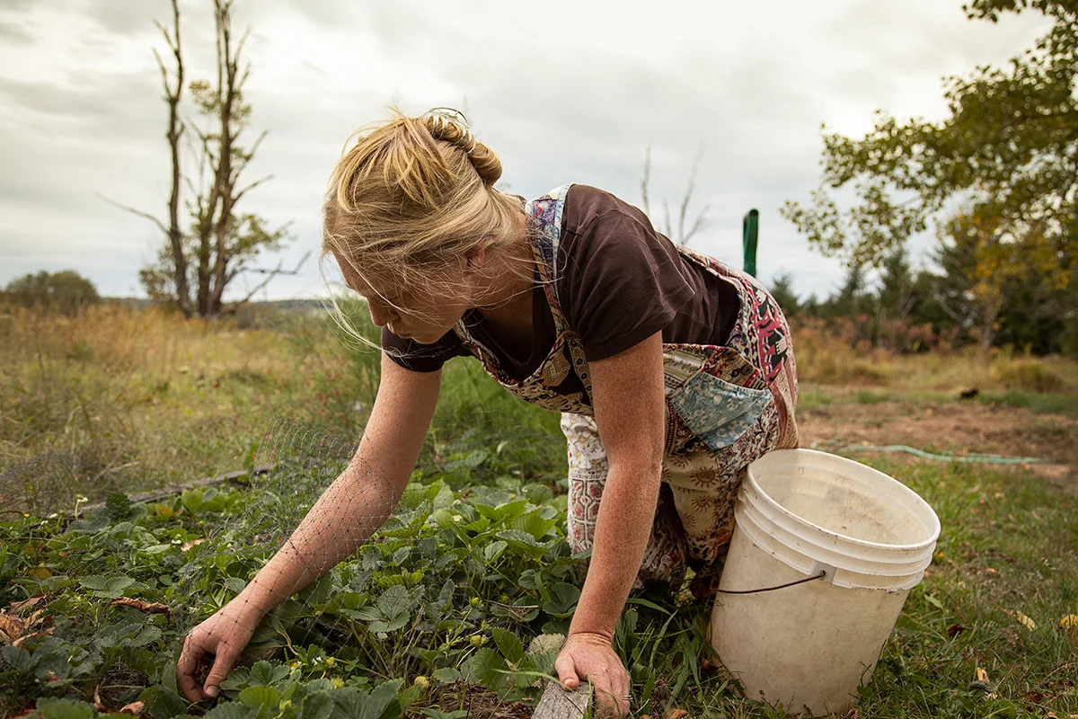 Jennie_Kahly_picking_strawberries_633.jpg
