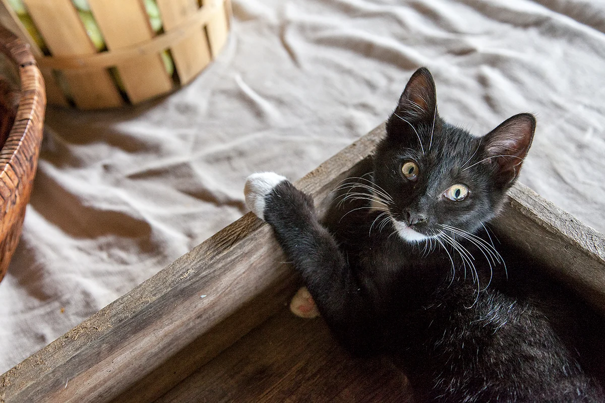 Mo_Moutoux_kitty_733.jpg