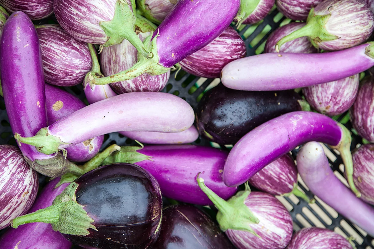 Mo_Moutoux_eggplants_405.jpg