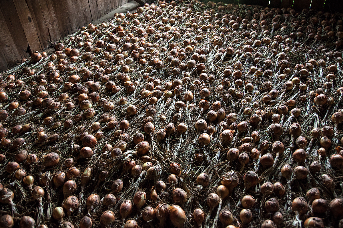 Don’t these curing onions look like sperm, swimming madly towards the sunlight?