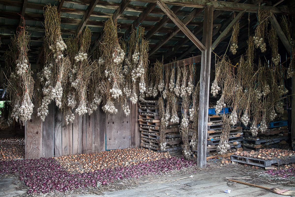 Curing onions and garlic in the barn at Moutoux Orchard