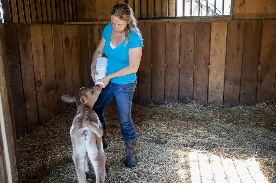 Kelly_feeding_calf_089.jpg