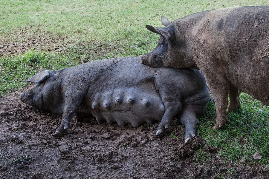Kelly_Hensing_pregnant_sow_556.jpg
