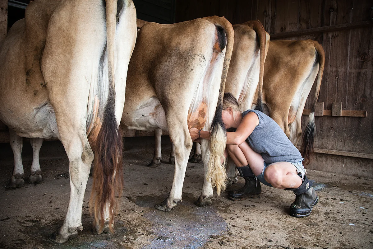 Mo_Moutoux_cleaning_udders_256.jpg