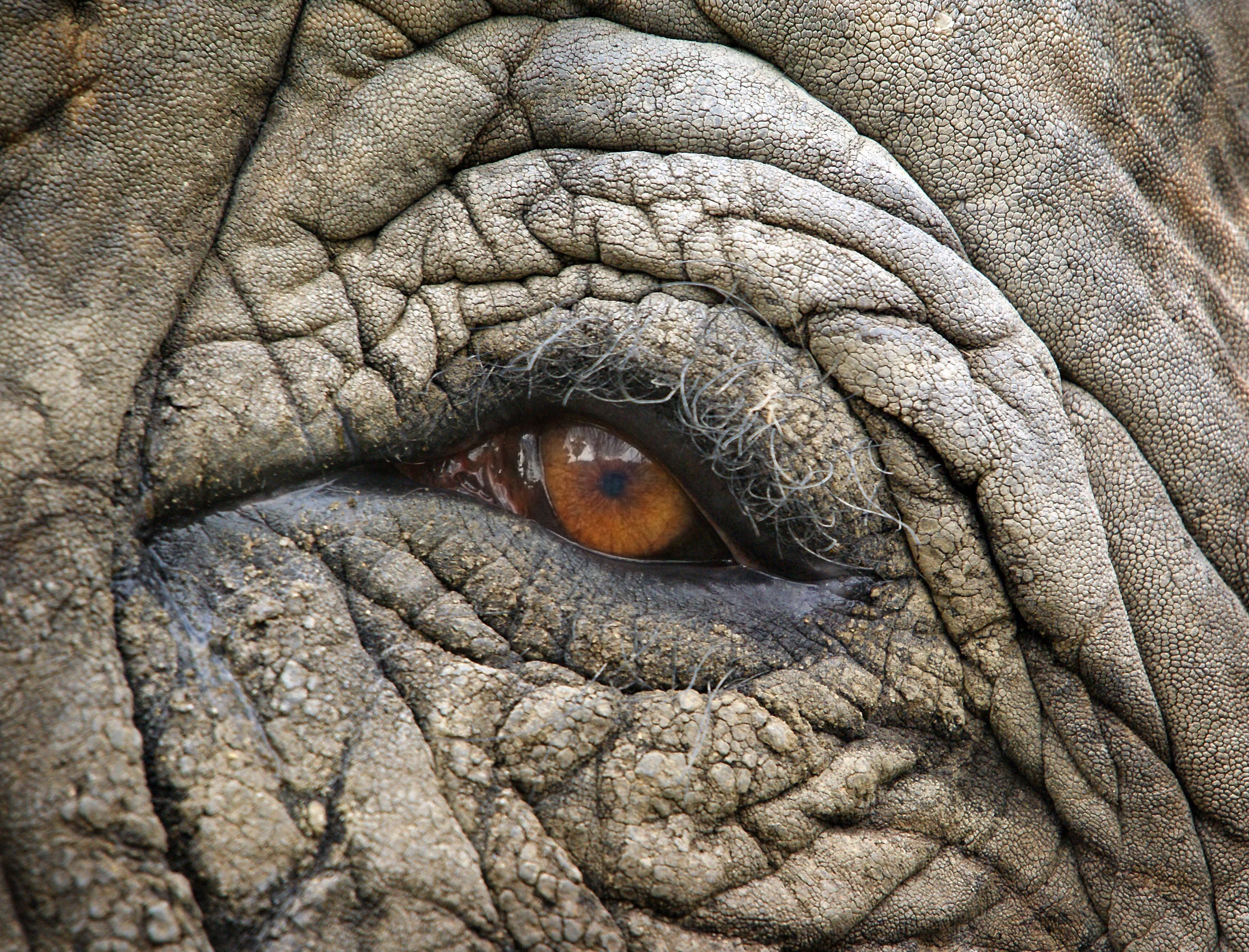 elephanteye.jpg