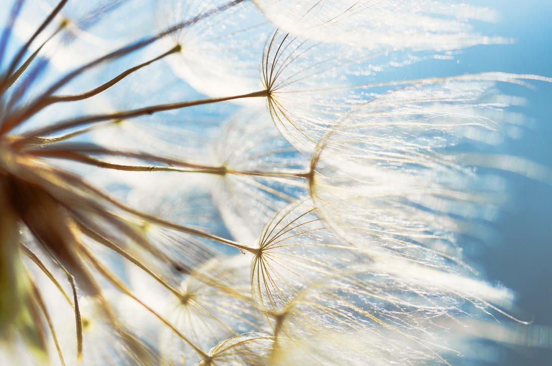 dandelion_orig.jpg
