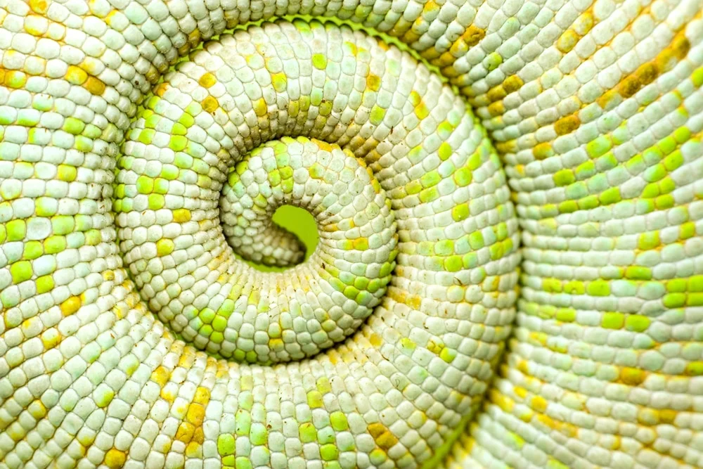chameleontail-web_2_orig.jpg