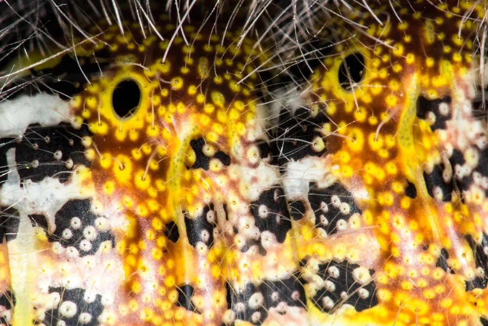 caterpillarskin-flipweb_1_orig.jpg