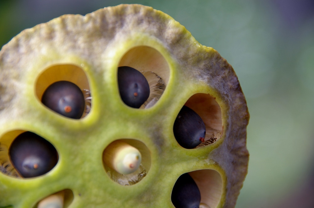 lotuspod-web_1_orig.jpg