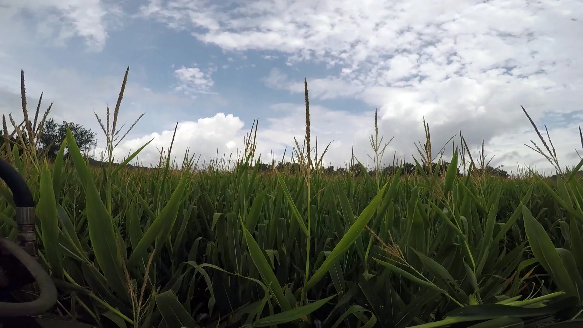 CornField_FPO.jpg