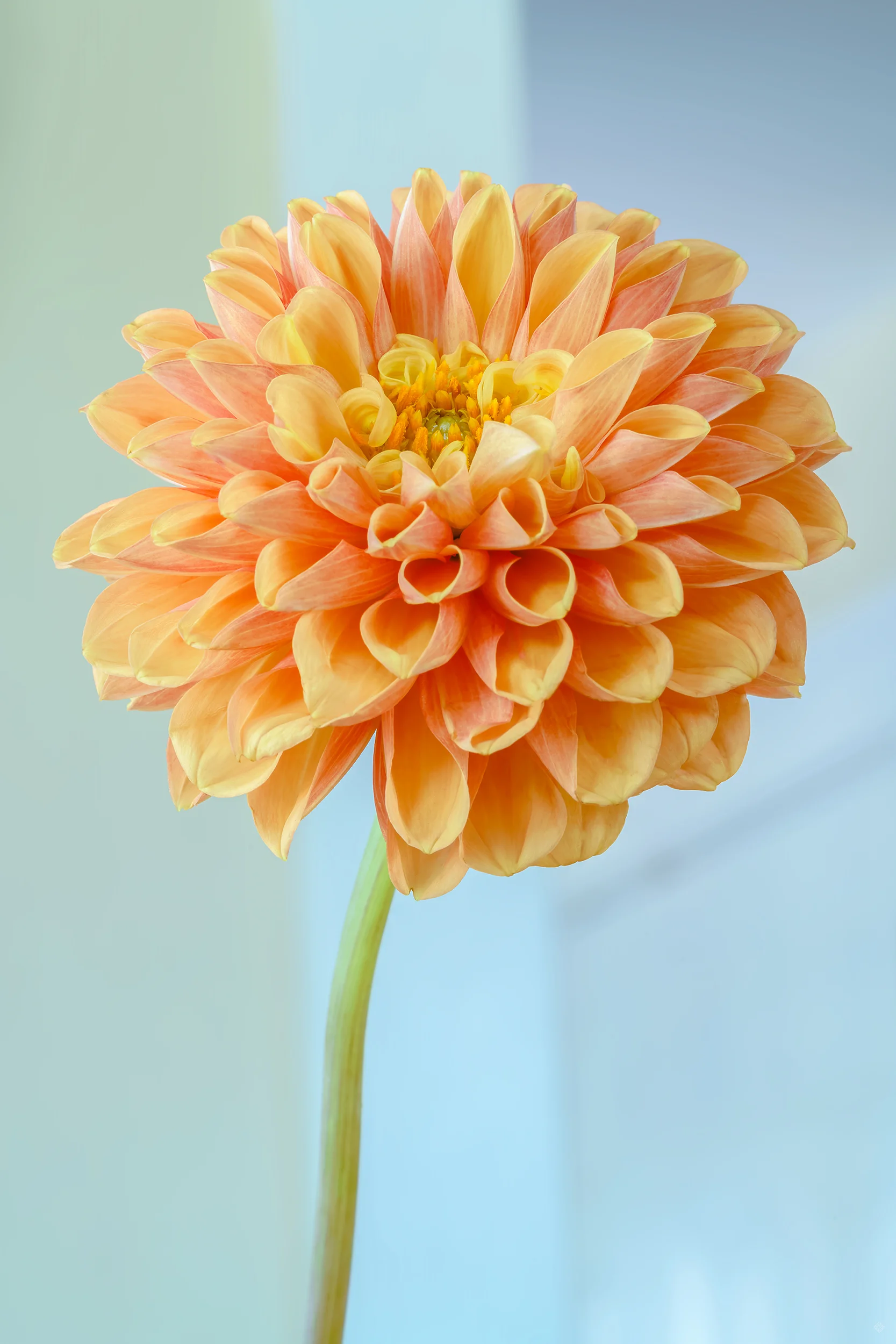 dahlia 1_katewilsonfineart.jpg