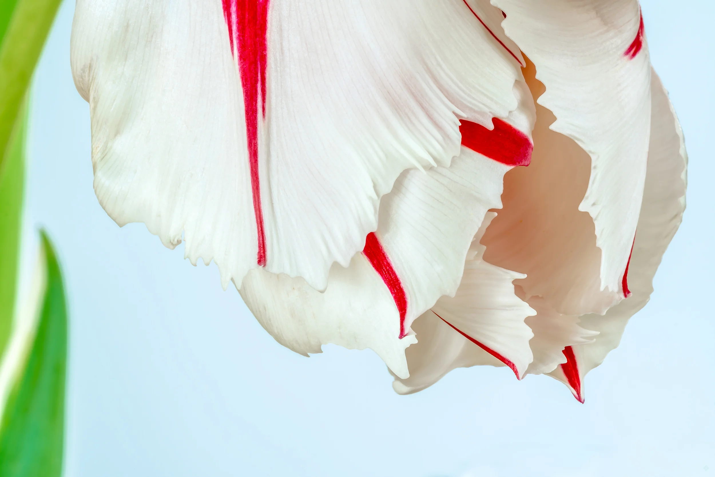 essenceofspring_katewilsonfineart.jpg