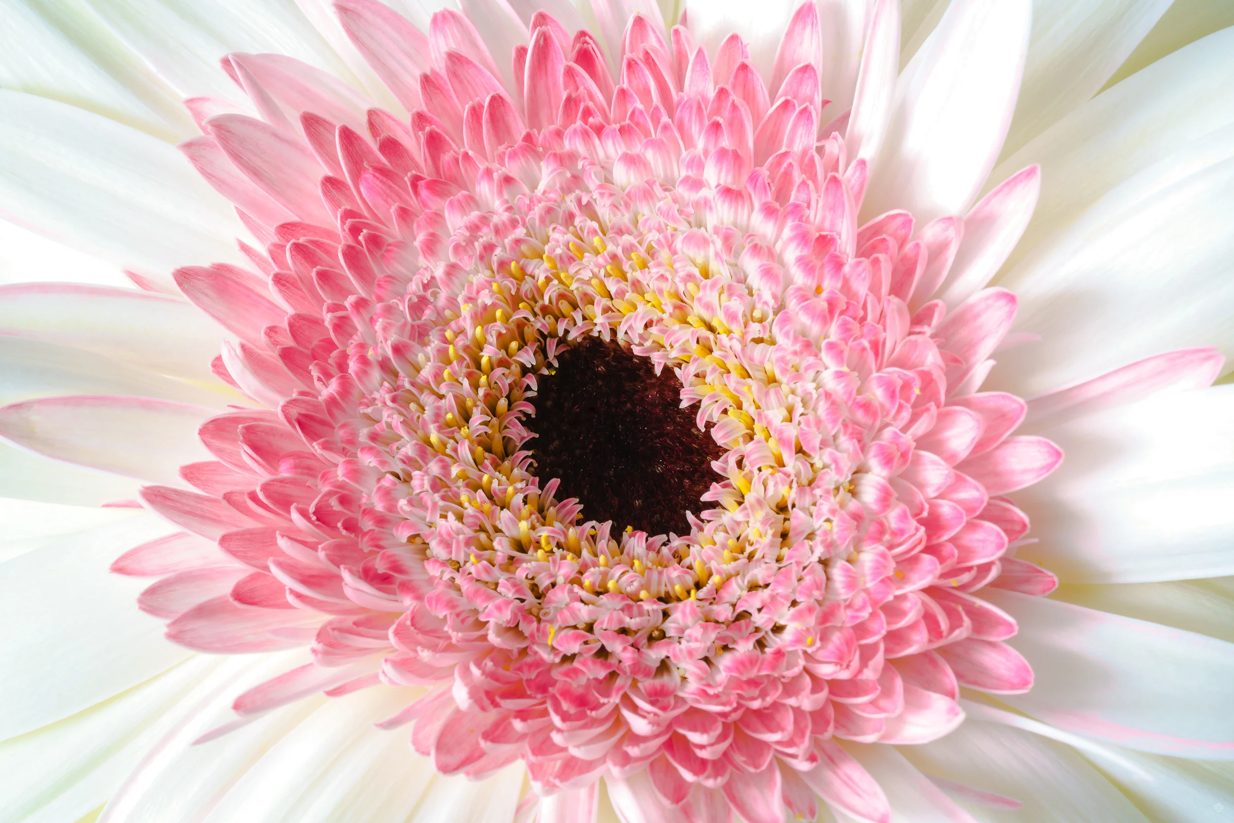 purity_katewilsonfineart.jpg
